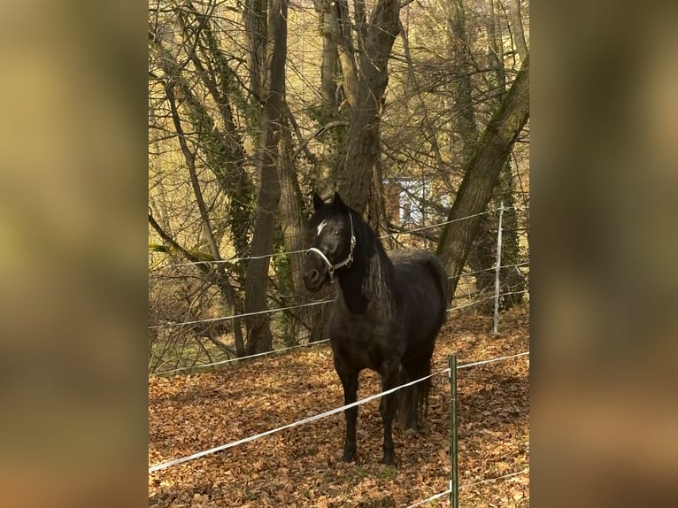Poni alemán Yegua 5 años 165 cm Negro in Auma-Weidatal