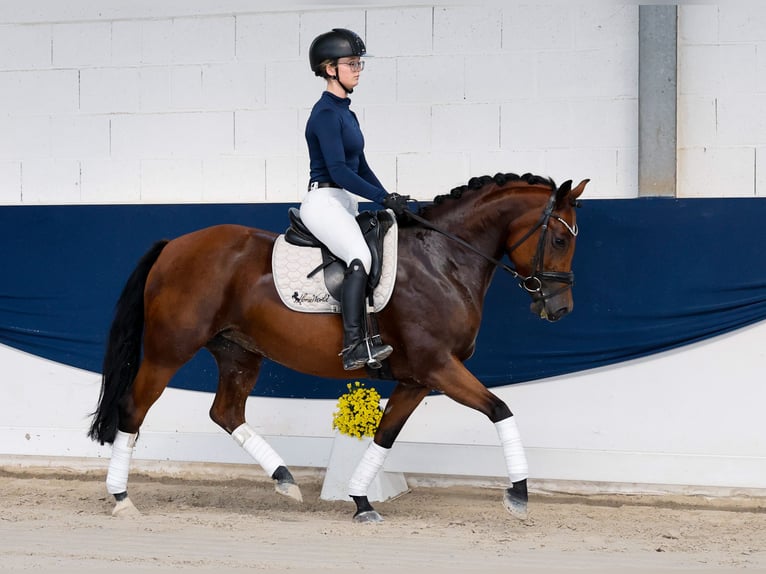 Poni alemán Yegua 5 años Castaño in Marsberg