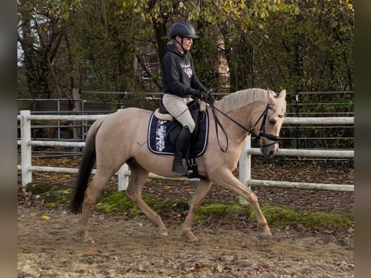 Poni alemán Yegua 5 años Palomino in Nienburg (Weser)
