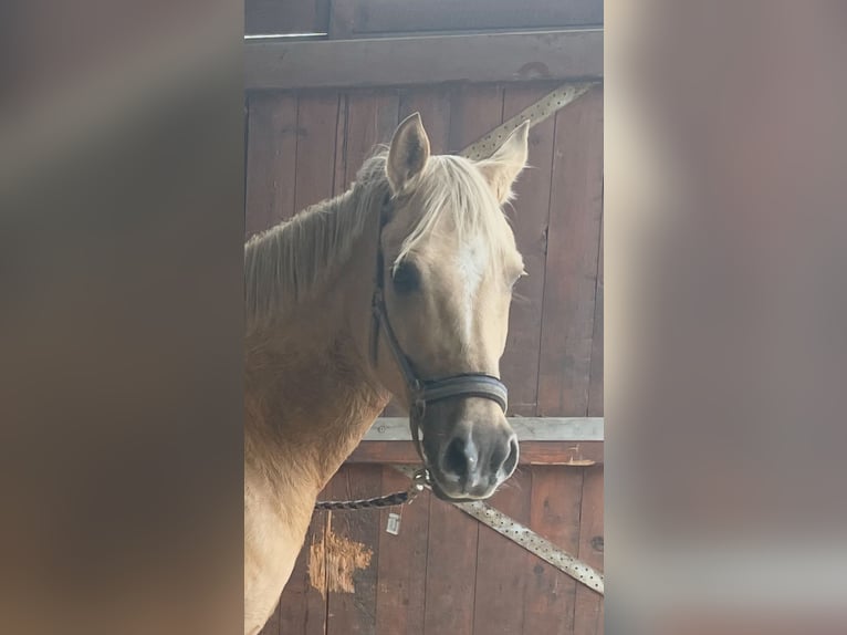 Poni alemán Yegua 5 años Palomino in Nienburg (Weser)