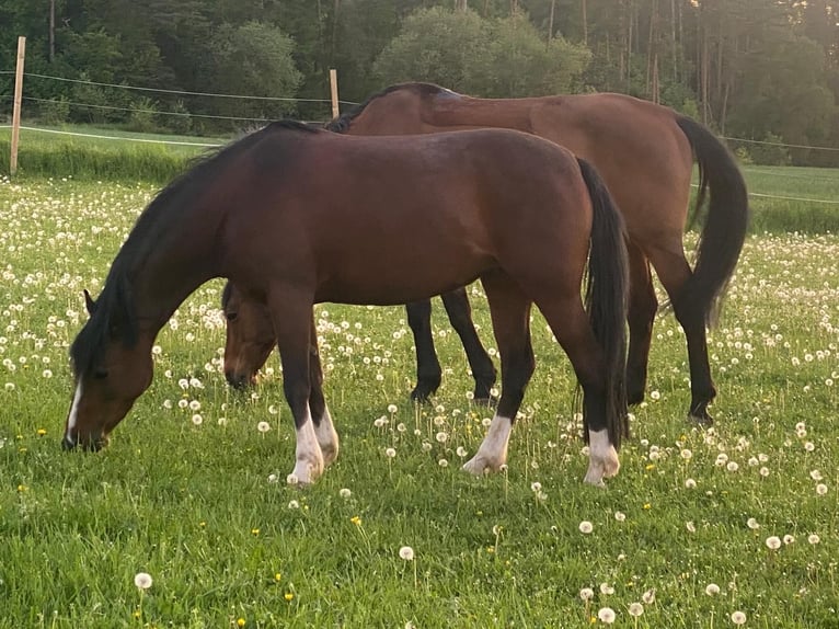Poni alemán Yegua 6 años 138 cm Castaño in Trautskirchen
