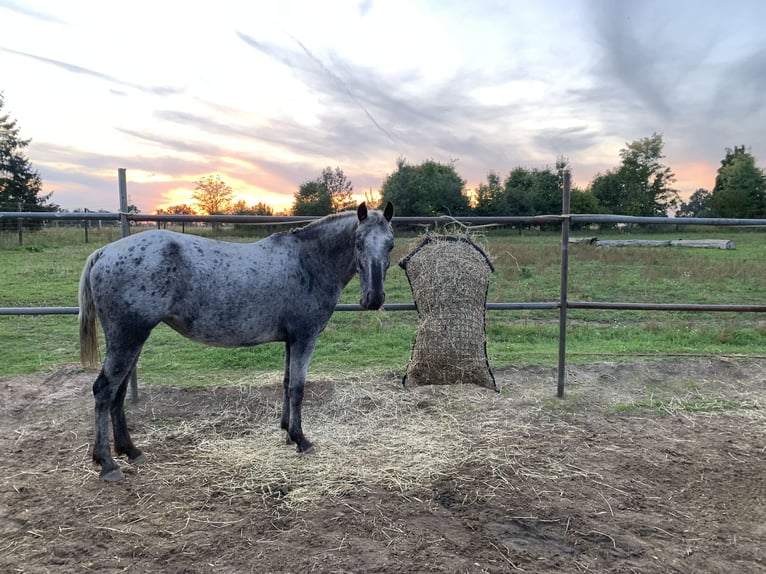 Poni alemán Mestizo Yegua 6 años 138 cm Pío in Altlandsberg