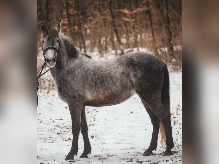 Poni alemán Mestizo Yegua 6 años 138 cm Tordo in Calw