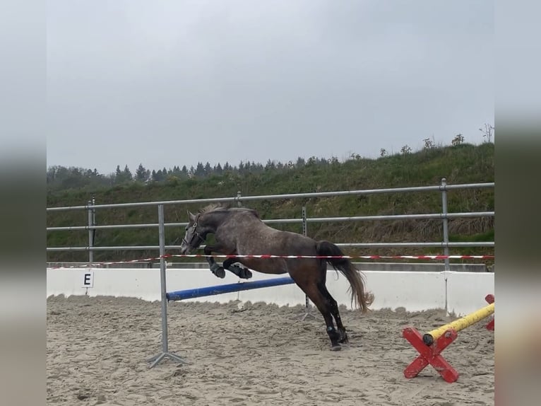 Poni alemán Mestizo Yegua 6 años 138 cm Tordo in Calw