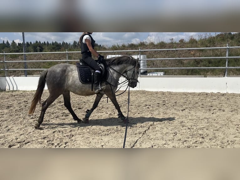 Poni alemán Mestizo Yegua 6 años 138 cm Tordo in Calw