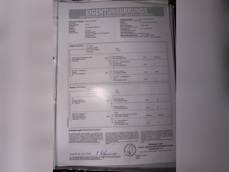 Poni alemán Yegua 6 años 140 cm Palomino in Dallgow-Döberitz