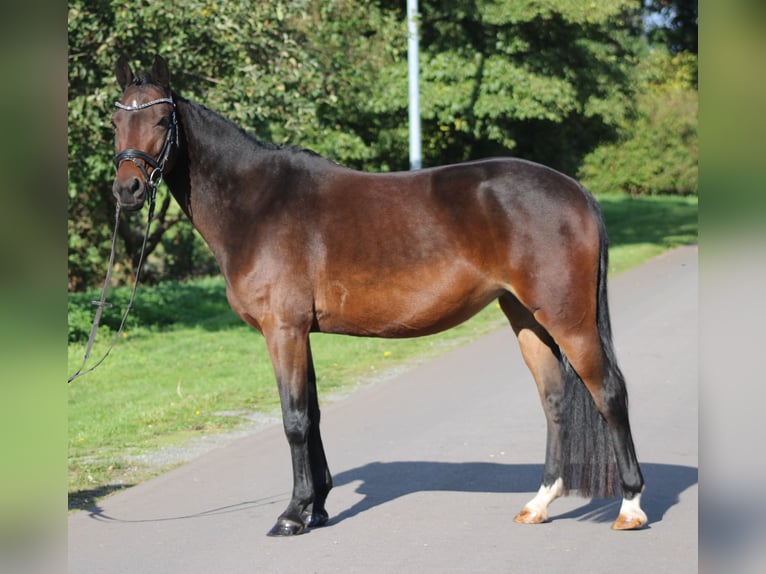 Poni alemán Yegua 6 años 142 cm Castaño oscuro in Deinstedt