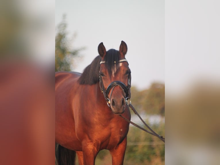 Poni alemán Yegua 6 años 143 cm Castaño in Hüde
