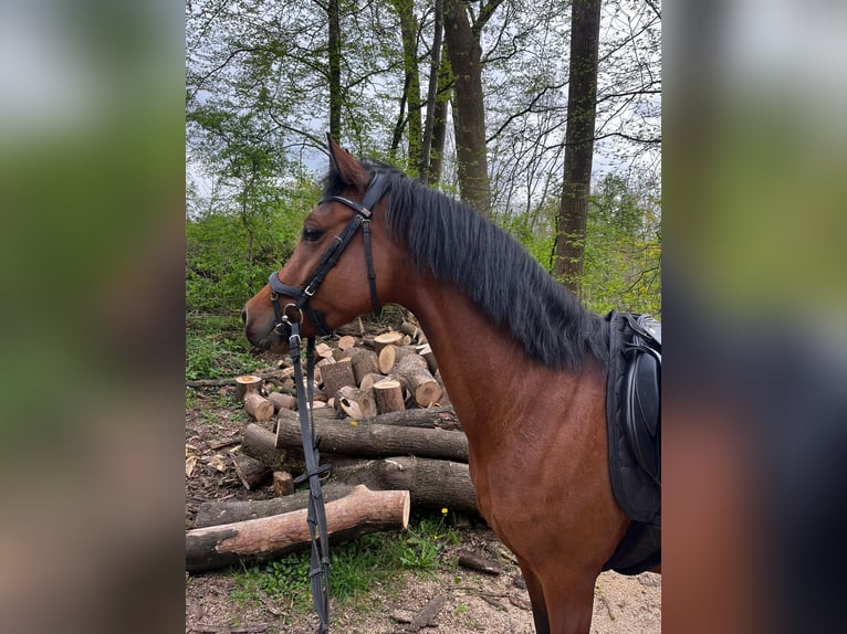 Poni alemán Yegua 6 años 144 cm Castaño in Niederzier