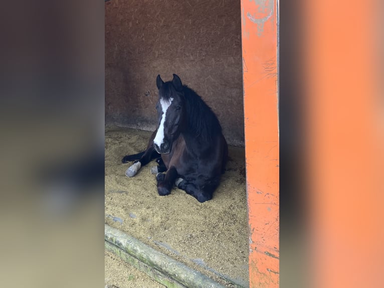 Poni alemán Yegua 6 años 144 cm Castaño oscuro in Freiburg im Breisgau