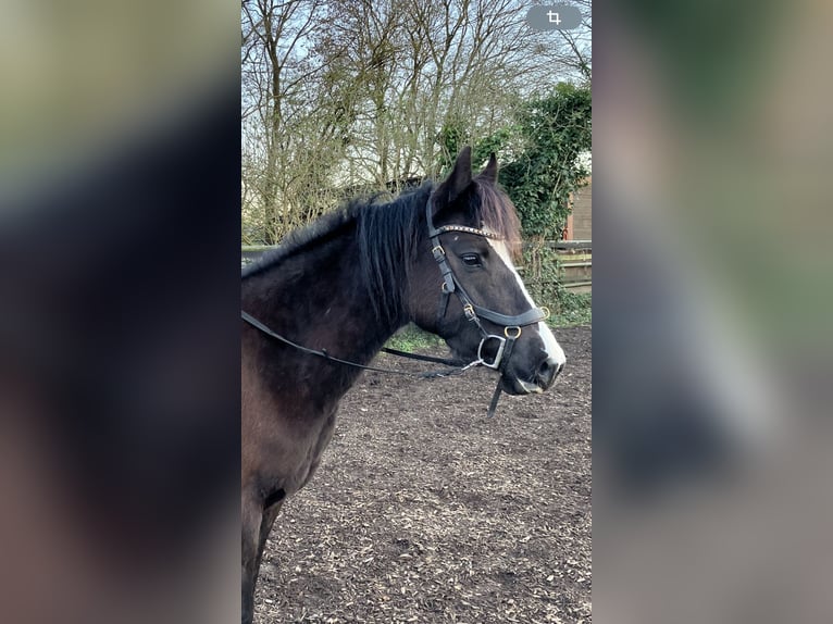Poni alemán Yegua 6 años 144 cm Castaño oscuro in Freiburg im Breisgau