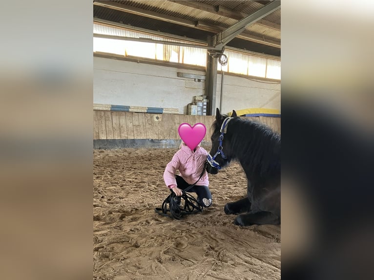 Poni alemán Yegua 6 años 144 cm Castaño oscuro in Freiburg im Breisgau