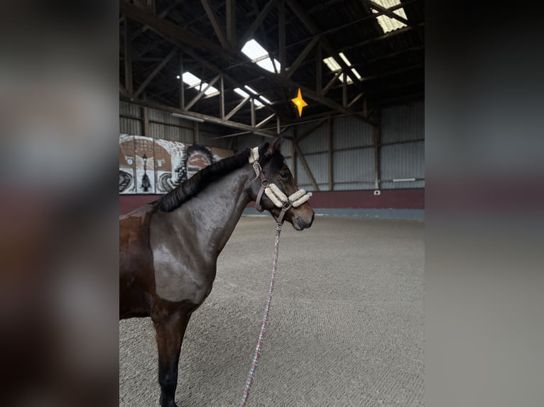 Poni alemán Yegua 6 años 144 cm Castaño oscuro in Dobersdorf