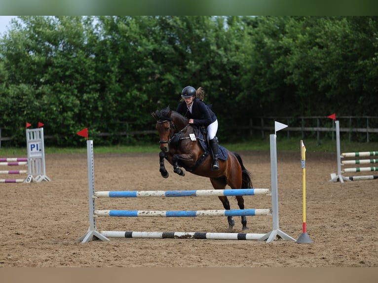 Poni alemán Yegua 6 años 144 cm Castaño oscuro in Dobersdorf