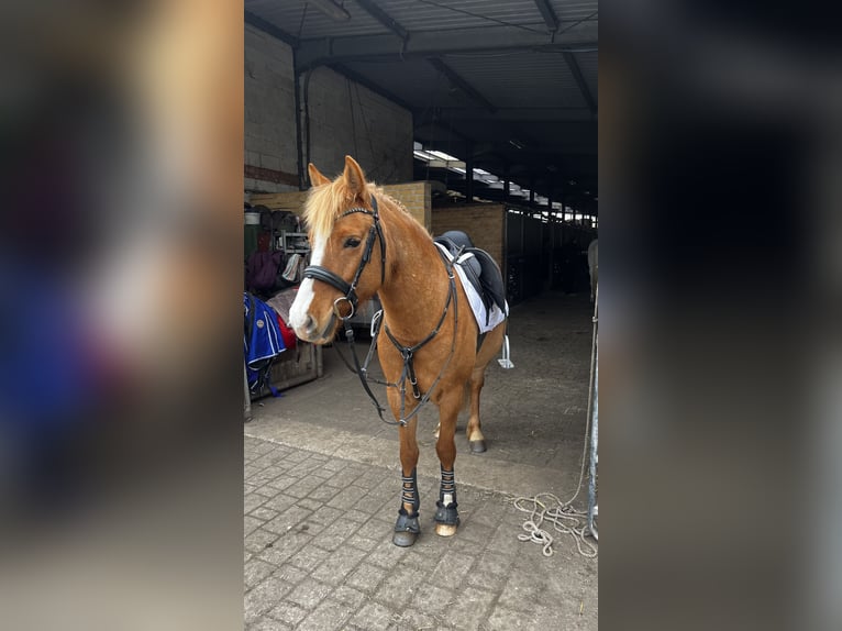 Poni alemán Mestizo Yegua 6 años 145 cm Alazán in Löwenberger Land