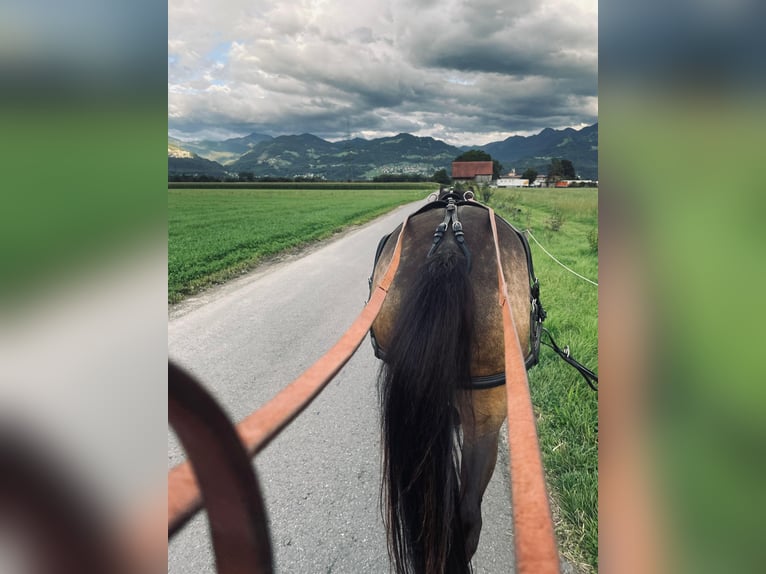 Poni alemán Yegua 6 años 145 cm Bayo in Feldkirch
