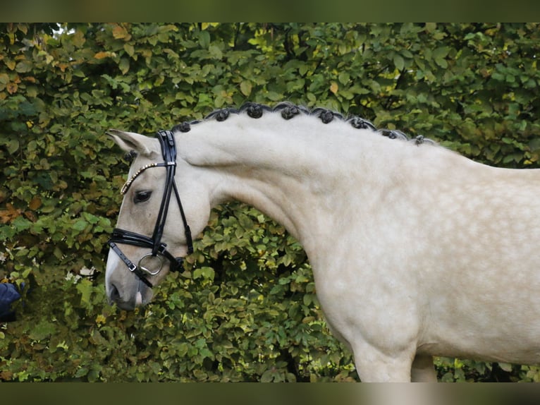 Poni alemán Yegua 6 años 145 cm Bayo in Recke, bei Osnabrück