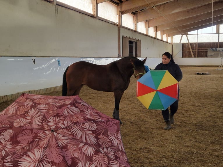 Poni alemán Yegua 6 años 145 cm Castaño in Fuchstal