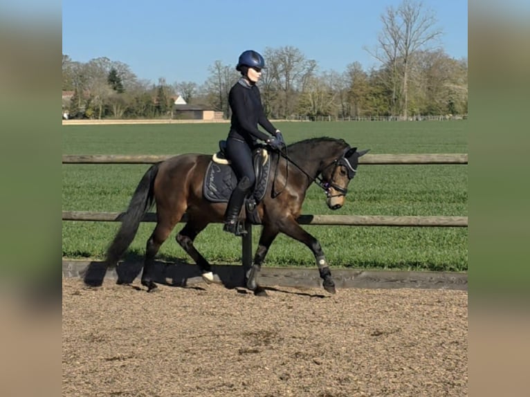 Poni alemán Yegua 6 años 146 cm Castaño in Badbergen
