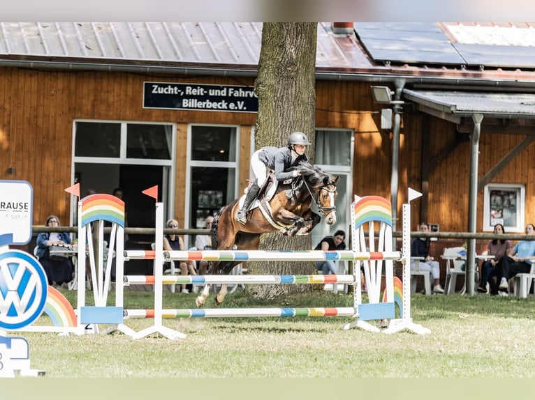 Poni alemán Yegua 6 años 146 cm Castaño oscuro in Osnabr&#xFC;ck