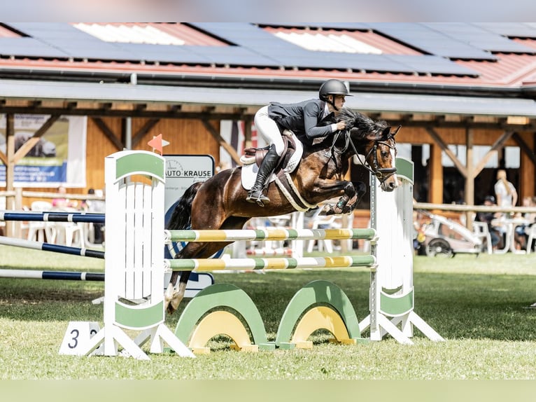 Poni alemán Yegua 6 años 146 cm Castaño oscuro in Osnabr&#xFC;ck