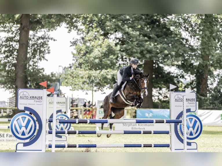 Poni alemán Yegua 6 años 146 cm Castaño oscuro in Osnabr&#xFC;ck