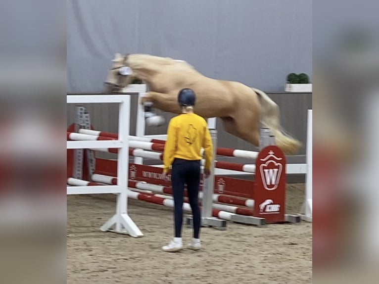 Poni alemán Yegua 6 años 146 cm Palomino in Achim