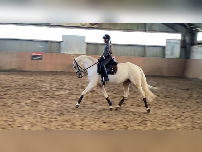 Poni alemán Yegua 6 años 146 cm Palomino in Achim