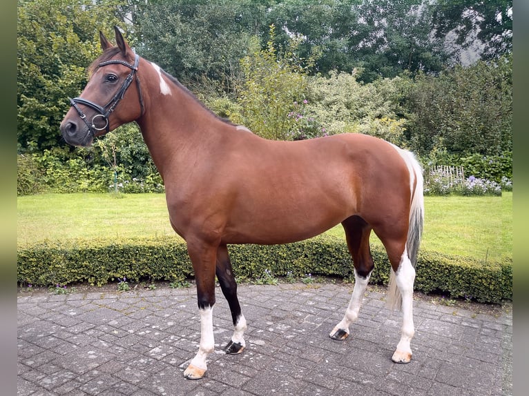 Poni alemán Yegua 6 años 146 cm Pío in Emsdetten