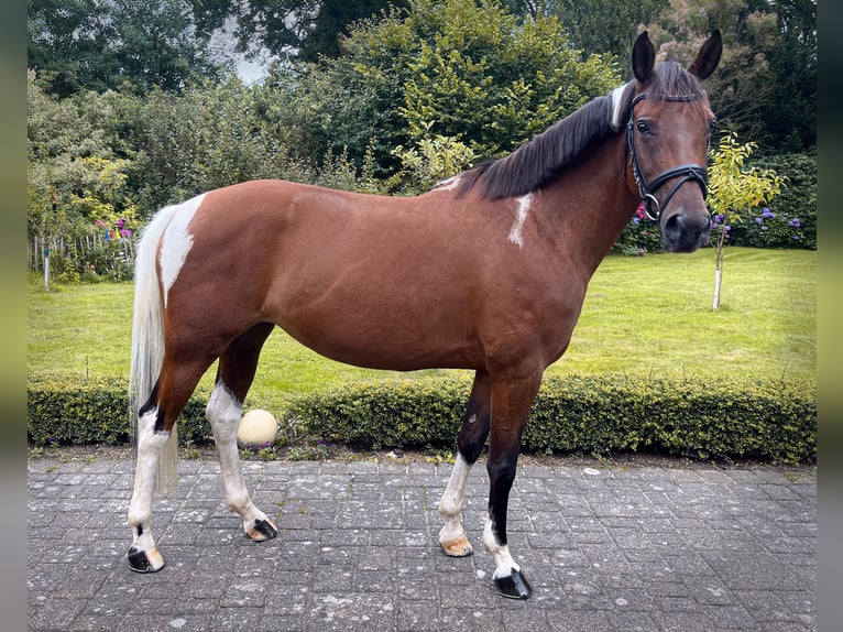 Poni alemán Yegua 6 años 146 cm Pío in Emsdetten