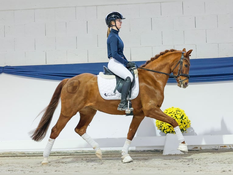 Poni alemán Yegua 6 años 147 cm Alazán-tostado in Marsberg
