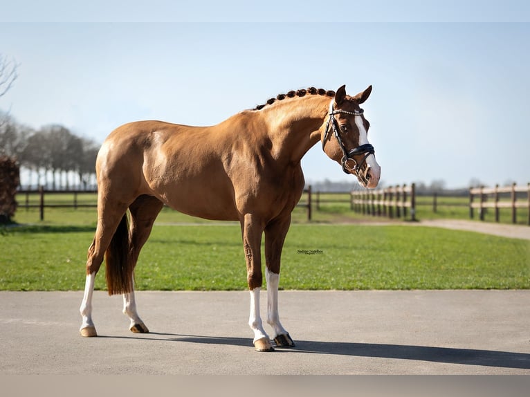 Poni alemán Yegua 6 años 147 cm Alazán-tostado in Oost West en Middelbeers