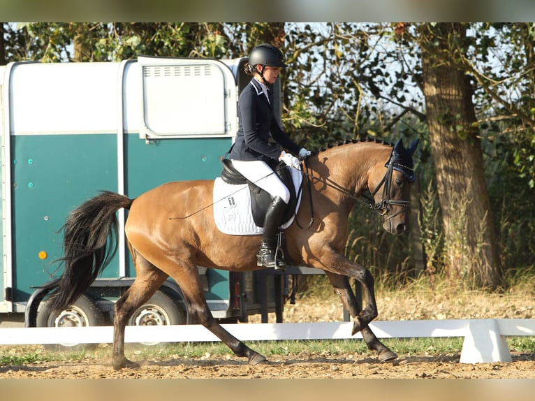 Poni alemán Yegua 6 años 147 cm Bayo in Priborn