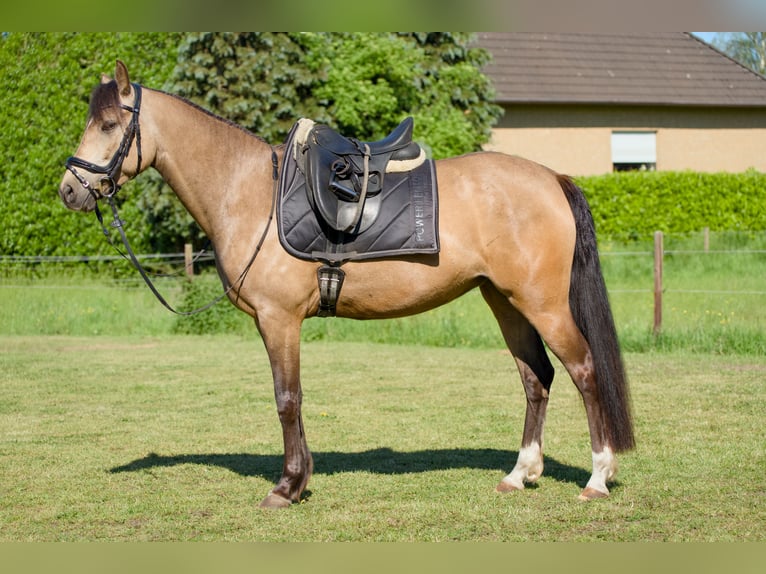 Poni alemán Yegua 6 años 147 cm Buckskin/Bayo in Grasberg