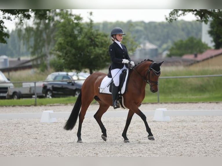 Poni alemán Yegua 6 años 147 cm Castaño in Babenhausen