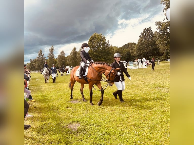 Poni alemán Yegua 6 años 147 cm Castaño in Etingen