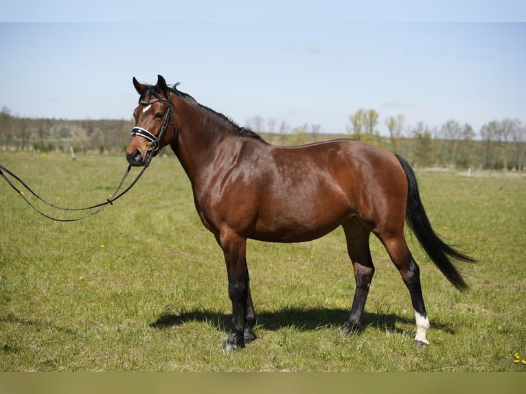 Poni alemán Yegua 6 años 147 cm Castaño in Schwedt/Oder