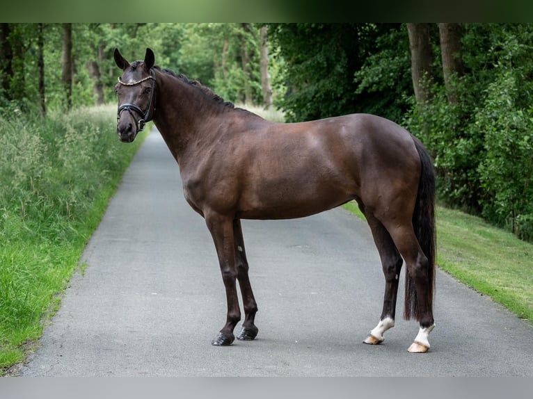 Poni alemán Yegua 6 años 147 cm Negro in Wetter (Ruhr)