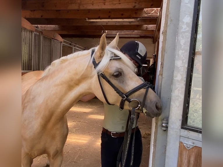 Poni alemán Yegua 6 años 147 cm Palomino in Achim