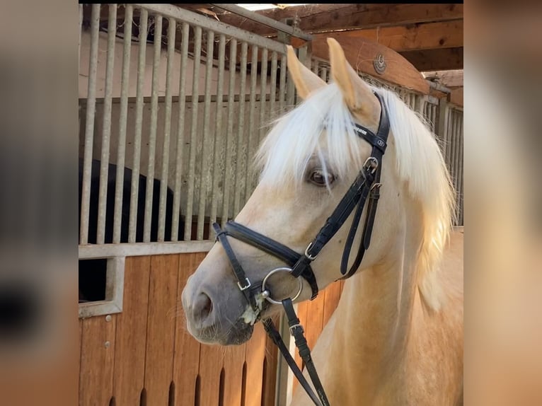 Poni alemán Yegua 6 años 147 cm Palomino in Achim