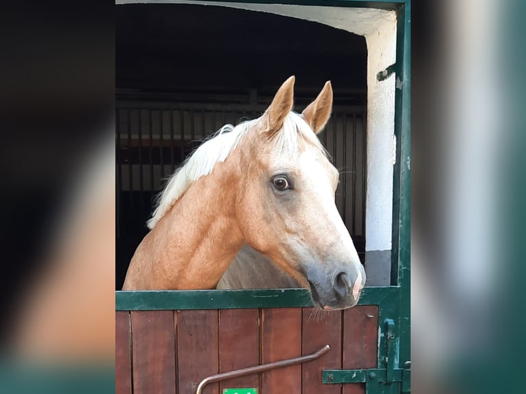 Poni alemán Yegua 6 años 147 cm Palomino in Stuhr