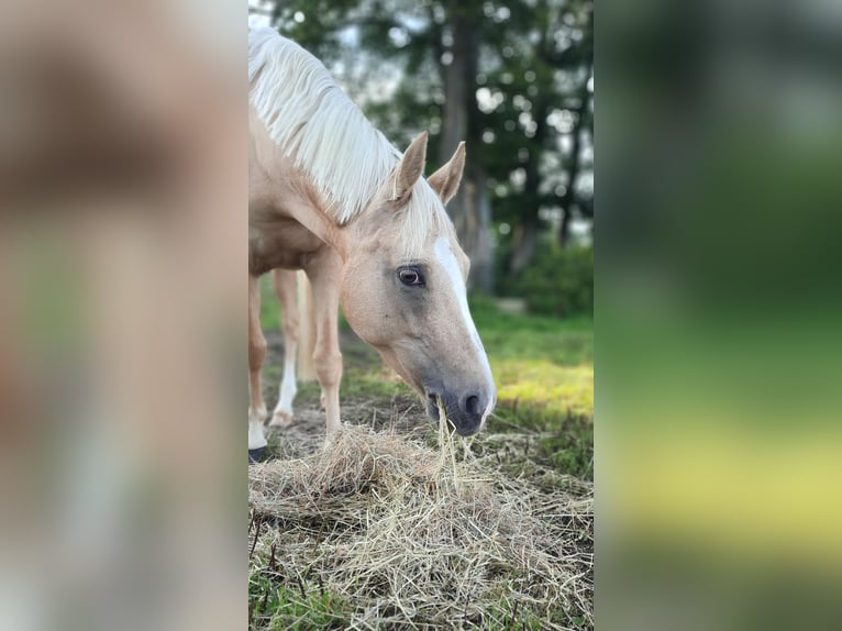 Poni alemán Yegua 6 años 147 cm Palomino in Stuhr