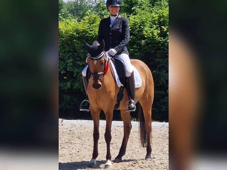Poni alemán Yegua 6 años 148 cm Bayo in Freiburg im Breisgau