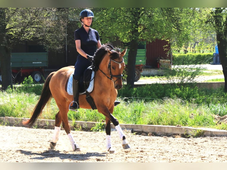 Poni alemán Yegua 6 años 148 cm Bayo in Freiburg im Breisgau