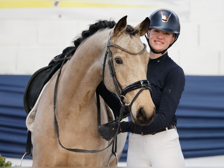Poni alemán Yegua 6 años 148 cm Bayo in Marsberg