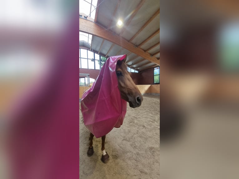 Poni alemán Yegua 6 años 148 cm Bayo in Stuhr