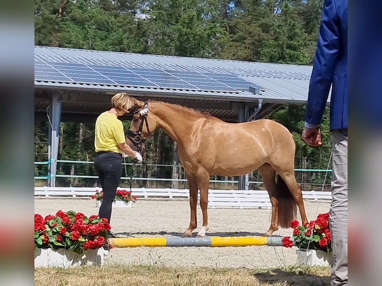 Poni alemán Yegua 6 años 148 cm Bayo in Stuhr