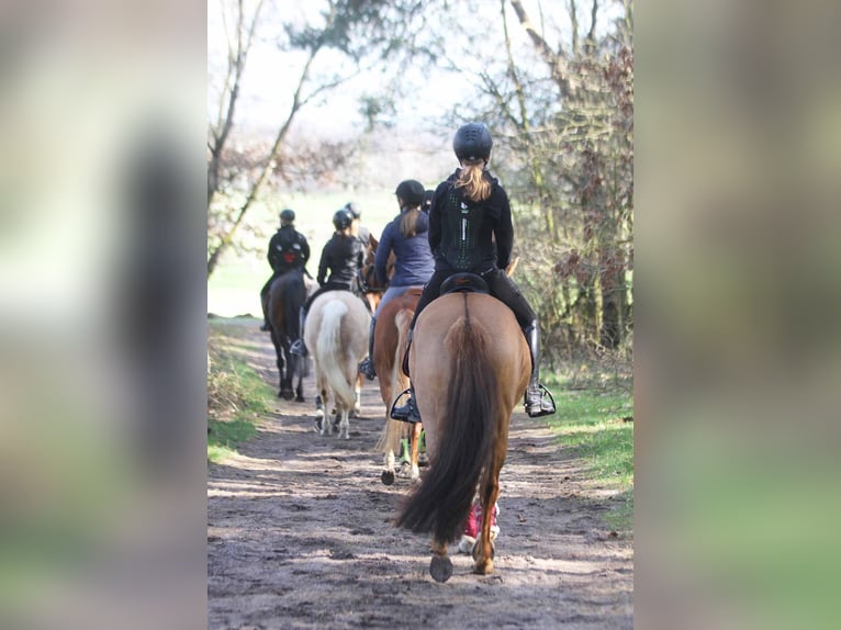 Poni alemán Yegua 6 años 148 cm Bayo in Stuhr
