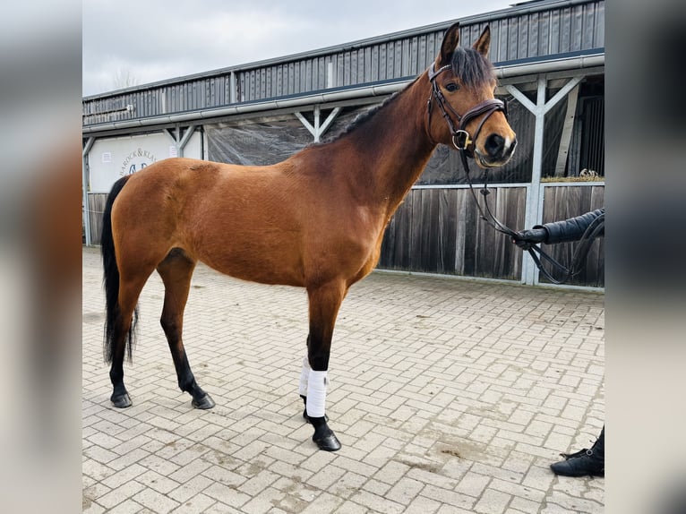 Poni alemán Yegua 6 años 148 cm Castaño in Sottrum
