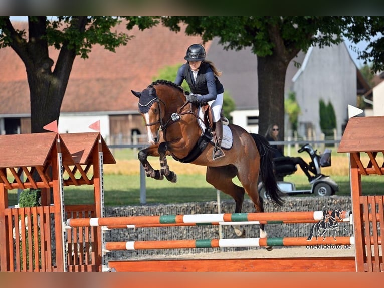 Poni alemán Yegua 6 años 148 cm Castaño in Fraunberg